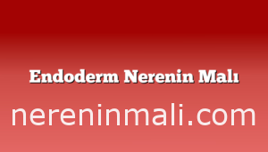 Endoderm Nerenin Malı