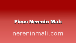 Picus Nerenin Malı