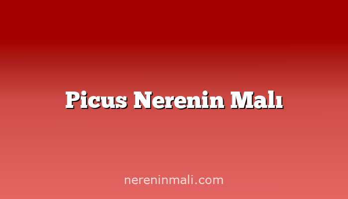 Picus Nerenin Malı